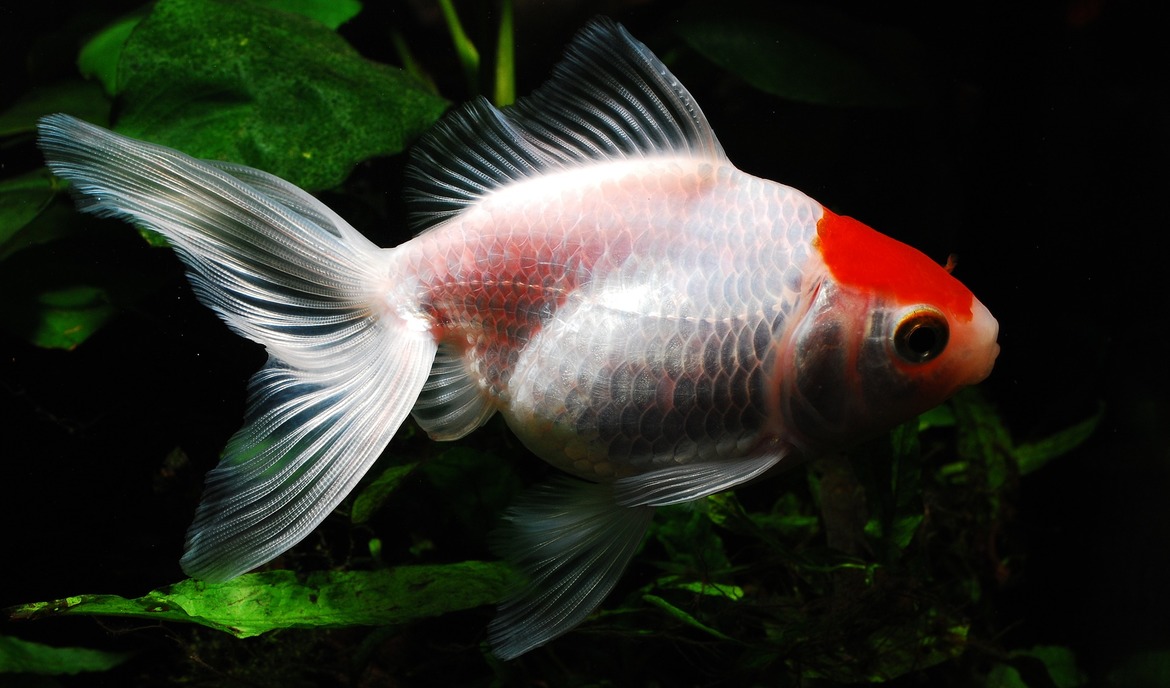 The Rummy-nose Tetra: Information About Appearance and Nutrition